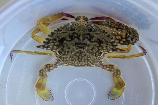 Top view of Blue manna crab, Sand crab. Flower crab. Portunus pelagicus isolated on a white background. Close-up photo of fresh raw Blue swimming sea crab, famously fresh seafood in the market.