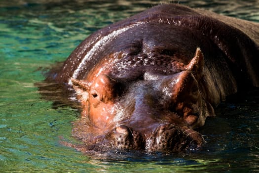 Hippo in water South Africa. Hippo in the water looking straight at the camera.