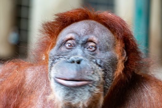 Orangutan. Close-up of female orangutan. Beautiful great ape