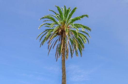 coconut palm tree on blue sky background