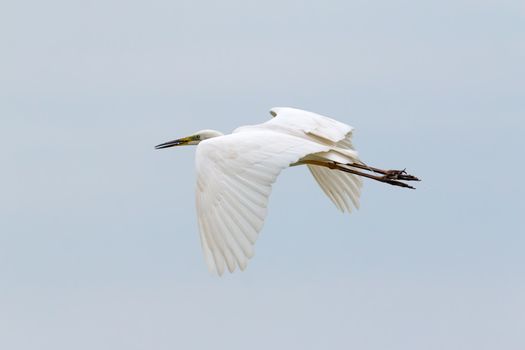 Great White Egret flying