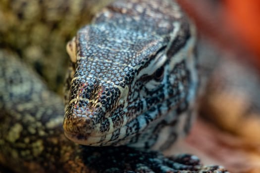 beautiful looking monitor lizard. They grow quite large and are carnivores.