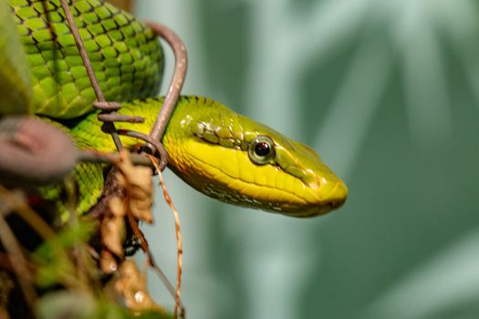 Red tailed Green Rat snake. With the body curled up.