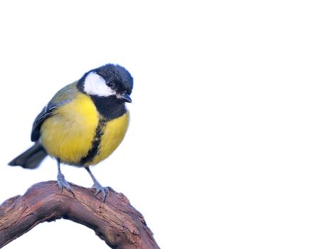 Great tit, Parus major on white background.