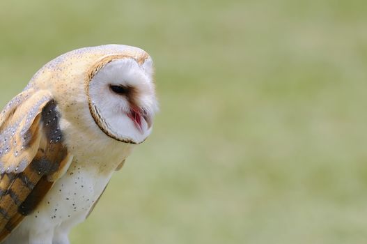 A barn owl on a green background.