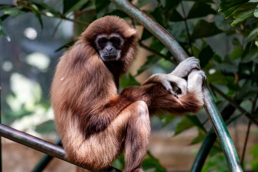 Gibbon monkey. Hanging on three, very cute primate species