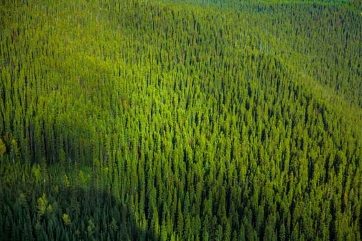 Green forest texture of many fir trees