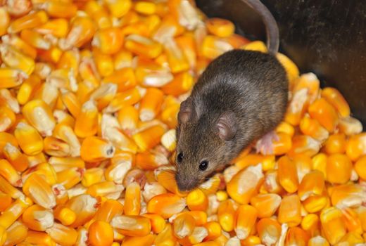 Four field mice eating corn grain on the farm.