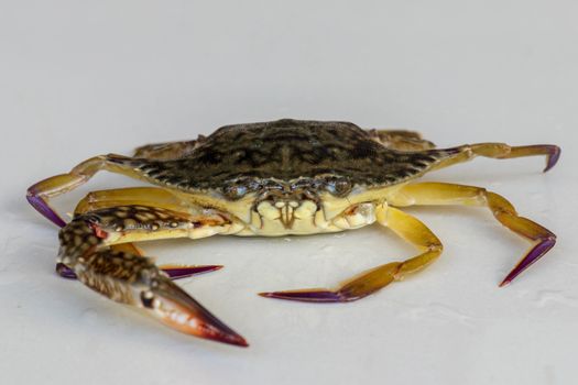 Front view of Blue manna crab, Sand crab. Flower crab. Portunus pelagicus isolated on a white background. Close-up photo of fresh raw Blue swimming sea crab, famously fresh seafood in the market.