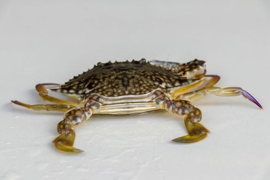 Front view of Blue manna crab, Sand crab. Flower crab. Portunus pelagicus isolated on a white background. Close-up photo of fresh raw Blue swimming sea crab, famously fresh seafood in the market.