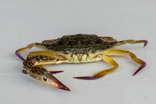 Front view of Blue manna crab, Sand crab. Flower crab. Portunus pelagicus isolated on a white background. Close-up photo of fresh raw Blue swimming sea crab, famously fresh seafood in the market.