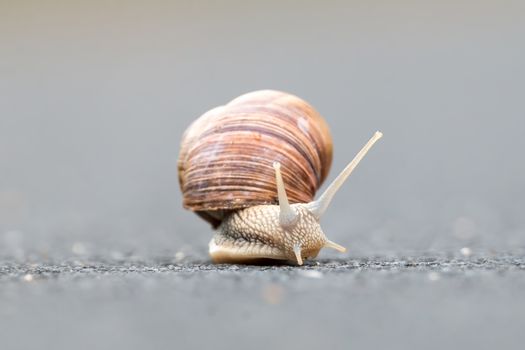 Burgundy snail (Helix pomatia)on the street