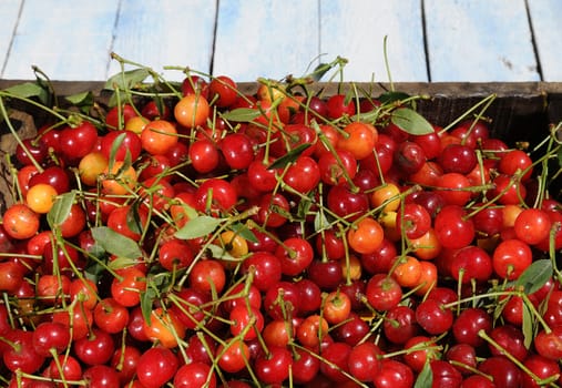 Preparing homemade cherry liqueur in the garden