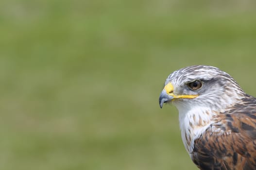 Portrait of eagle perched and green background.