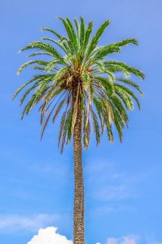 coconut palm tree on blue sky with clouds background
