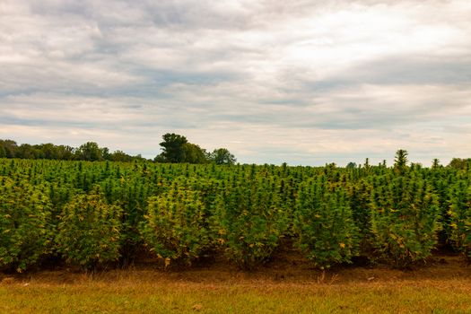 hemp farm in Ontario Canada. Marijuana was recently legalized.