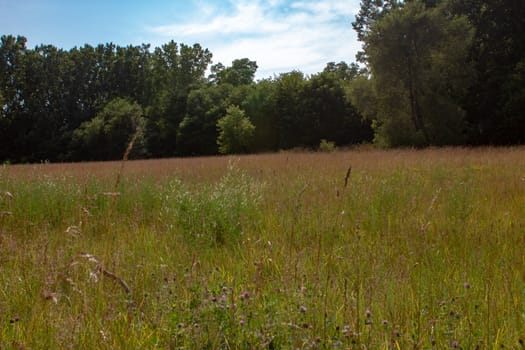 An ontario landscape photo with various species of grass and wild flowers