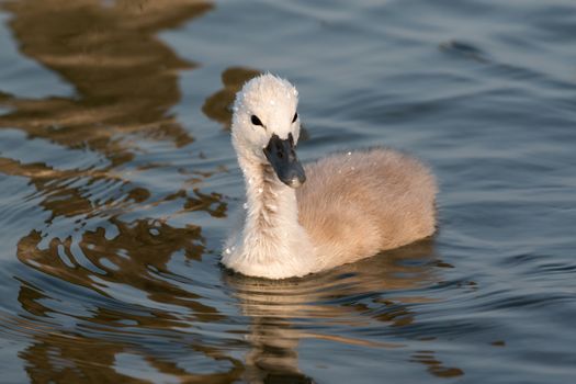 Close up of young swan