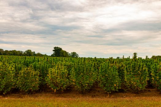 Hemp field in Canada. This is industrial hemp