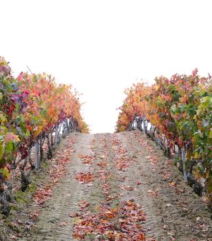 Vineyards in the province of La Rioja in Spain.