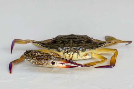 Front view of Blue manna crab, Sand crab. Flower crab. Portunus pelagicus isolated on a white background. Close-up photo of fresh raw Blue swimming sea crab, famously fresh seafood in the market.