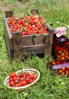 Basket with cherries to make cherry liqueur.