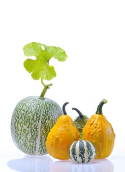 A group of isolated pumpkins on white background.