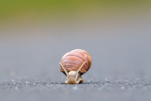 Burgundy snail (Helix pomatia)on the street