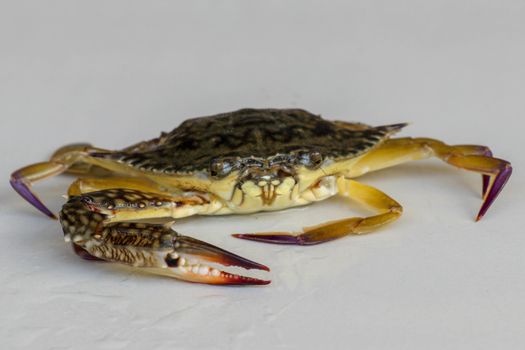 Front view of Blue manna crab, Sand crab. Flower crab. Portunus pelagicus isolated on a white background. Close-up photo of fresh raw Blue swimming sea crab, famously fresh seafood in the market.