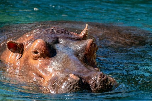 African Hippopotamus, Hippopotamus amphibius capensis, with evening sun, Chobe River, Botswana. Danger animal in the water, hippo. Wildlife scene from African