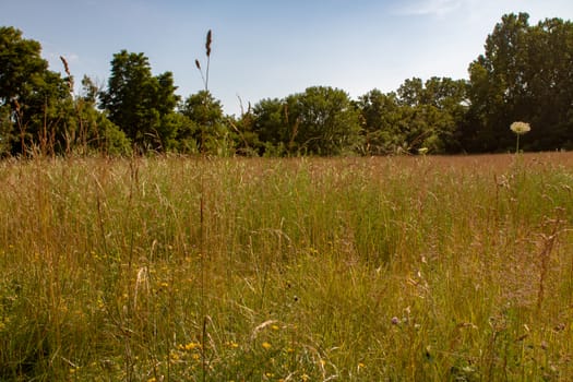 An ontario landscape photo with various species of grass and wild flowers