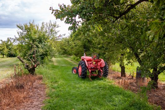 Antique Tractor and orchard. An antique farm tractor sits amidst an orchard of blossoming apple trees.