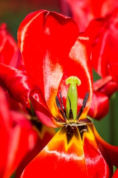 Closeup of red tulip