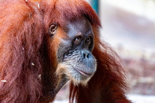 Orangutan. Close-up of female orangutan. Beautiful great ape