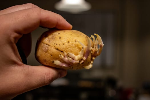 Holding a potato that has started to grow and is ready to plant