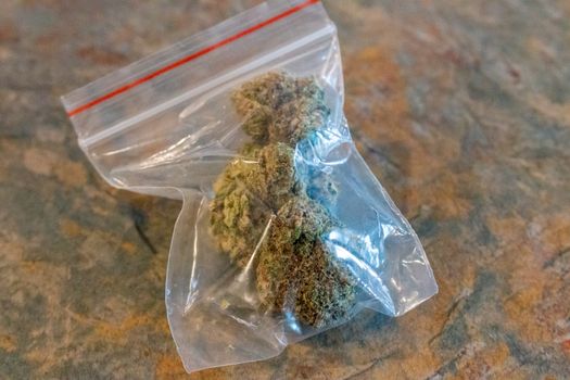 Big plastic bag of medicinal cannabis (marijuana)