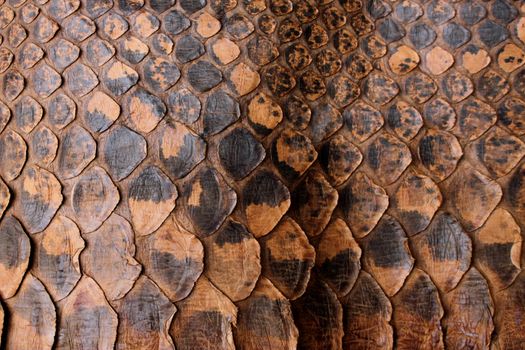 Coloured Real Snake Skin Snakeskin Animal Print Background