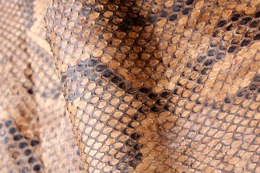 Coloured Real Snake Skin Snakeskin Animal Print Background