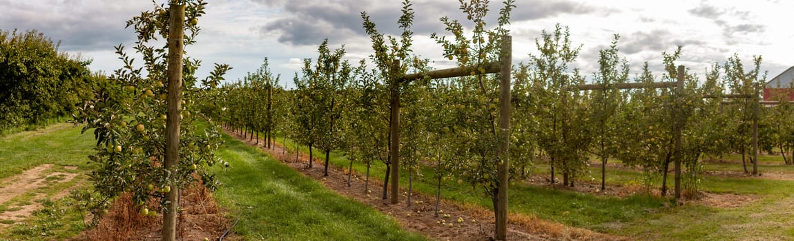 Panorama of an apple orchard in Ontario Canada