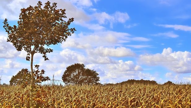 Beautiful panorama view on a golden autumn landscape in the middle of october