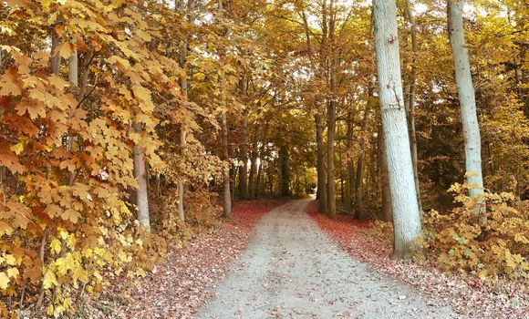 Beautiful panorama view on a golden autumn landscape in the middle of october