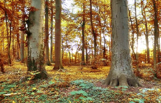 Beautiful panorama view on a golden autumn landscape in the middle of october