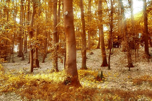 Beautiful panorama view on a golden autumn landscape in the middle of october