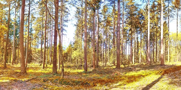 Beautiful panorama view on a golden autumn landscape in the middle of october