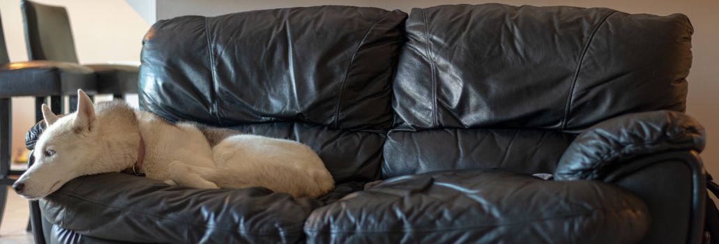 Dog laying on a black leather couch in a wide angle photo. Room for copy space