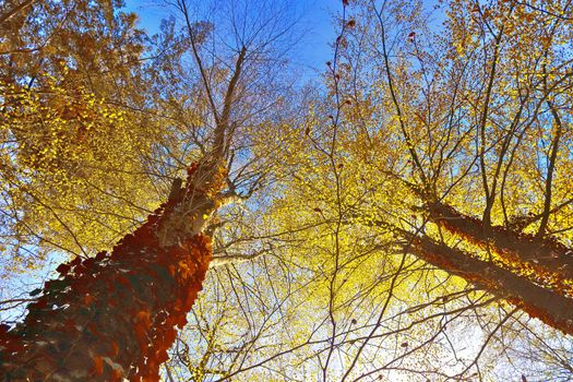 Beautiful panorama view on a golden autumn landscape in the middle of october