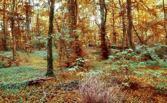 Beautiful panorama view on a golden autumn landscape in the middle of october