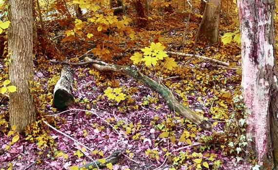 Beautiful panorama view on a golden autumn landscape in the middle of october