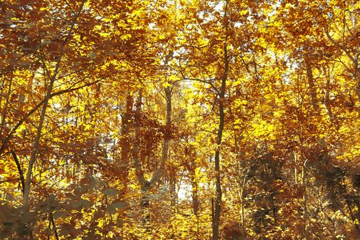 Beautiful panorama view on a golden autumn landscape in the middle of october