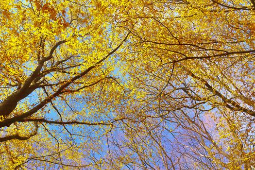 Beautiful panorama view on a golden autumn landscape in the middle of october